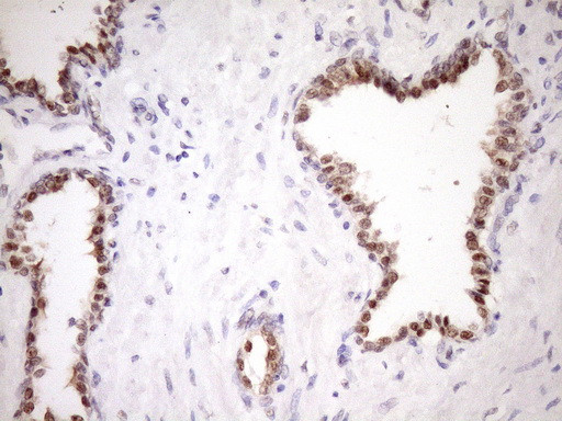 ZC3H8 Antibody in Immunohistochemistry (Paraffin) (IHC (P))