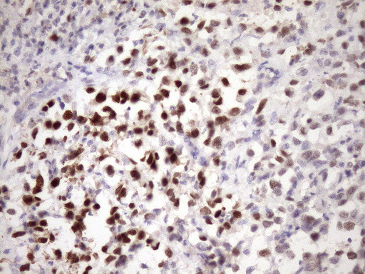 ZC3H8 Antibody in Immunohistochemistry (Paraffin) (IHC (P))