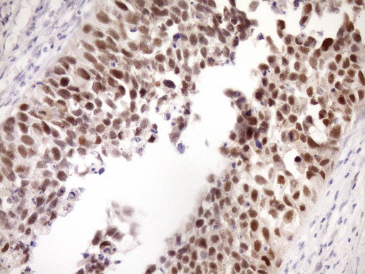 ZC3H8 Antibody in Immunohistochemistry (Paraffin) (IHC (P))