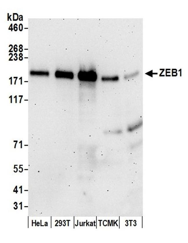 ZEB1 Antibody in Western Blot (WB)