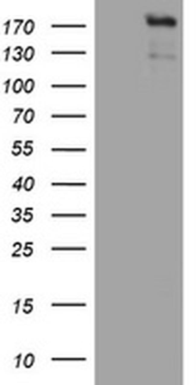 ZEB2 Antibody in Western Blot (WB)