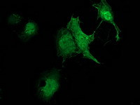 ZFAND2B Antibody in Immunocytochemistry (ICC/IF)