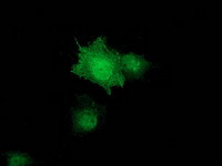 ZFAND2B Antibody in Immunocytochemistry (ICC/IF)