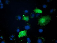 ZFAND2B Antibody in Immunocytochemistry (ICC/IF)