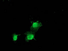 ZFAND2B Antibody in Immunocytochemistry (ICC/IF)