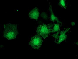 ZFAND2B Antibody in Immunocytochemistry (ICC/IF)