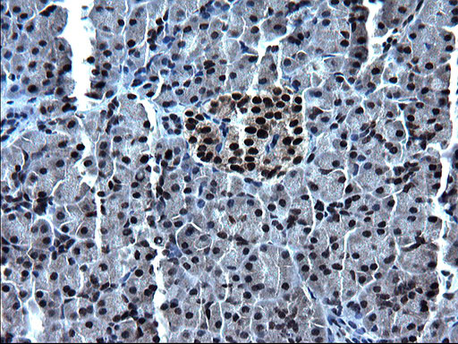 ZFAND3 Antibody in Immunohistochemistry (Paraffin) (IHC (P))