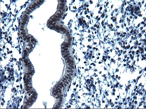 ZFAND3 Antibody in Immunohistochemistry (Paraffin) (IHC (P))