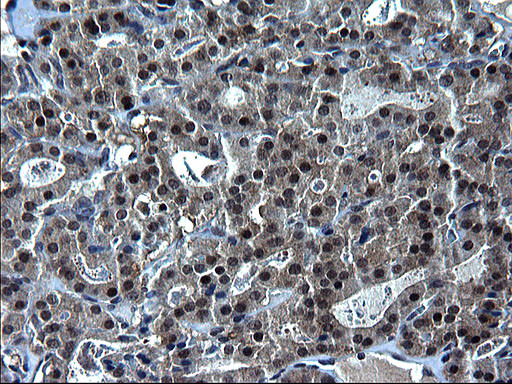 ZFAND3 Antibody in Immunohistochemistry (Paraffin) (IHC (P))