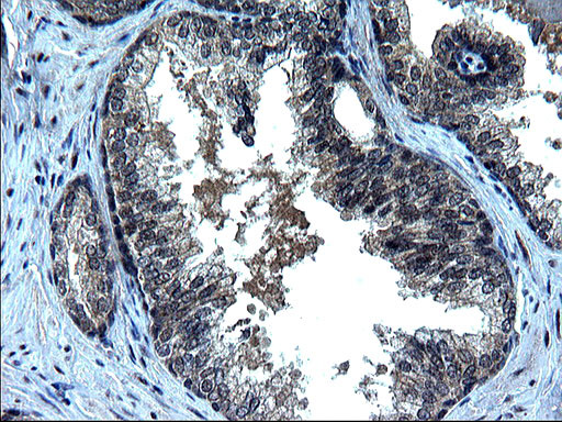 ZFAND3 Antibody in Immunohistochemistry (Paraffin) (IHC (P))