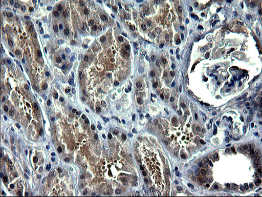 ZFAND3 Antibody in Immunohistochemistry (Paraffin) (IHC (P))