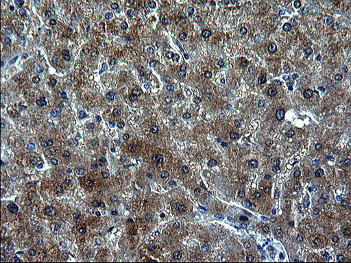 ZFAND3 Antibody in Immunohistochemistry (Paraffin) (IHC (P))