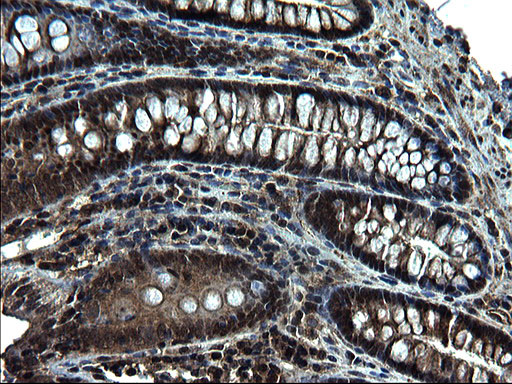 ZFAND3 Antibody in Immunohistochemistry (Paraffin) (IHC (P))