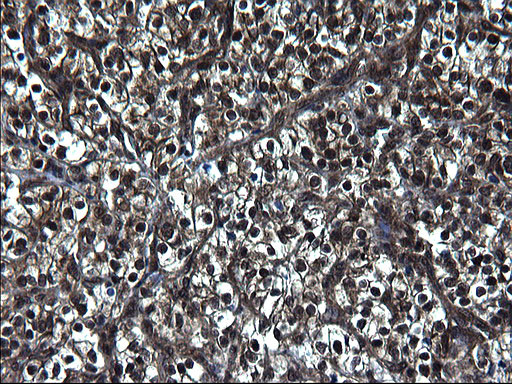 ZFAND3 Antibody in Immunohistochemistry (Paraffin) (IHC (P))