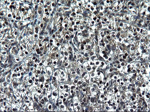 ZFAND3 Antibody in Immunohistochemistry (Paraffin) (IHC (P))