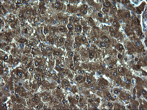 ZFAND3 Antibody in Immunohistochemistry (Paraffin) (IHC (P))