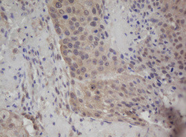 ZFAND5 Antibody in Immunohistochemistry (Paraffin) (IHC (P))