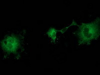 ZFP36 Antibody in Immunocytochemistry (ICC/IF)