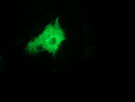 ZFP36 Antibody in Immunocytochemistry (ICC/IF)