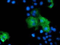 ZFP36 Antibody in Immunocytochemistry (ICC/IF)