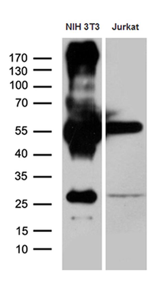 ZFP57 Antibody in Western Blot (WB)