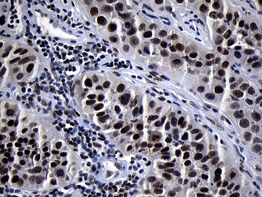 ZHX2 Antibody in Immunohistochemistry (Paraffin) (IHC (P))