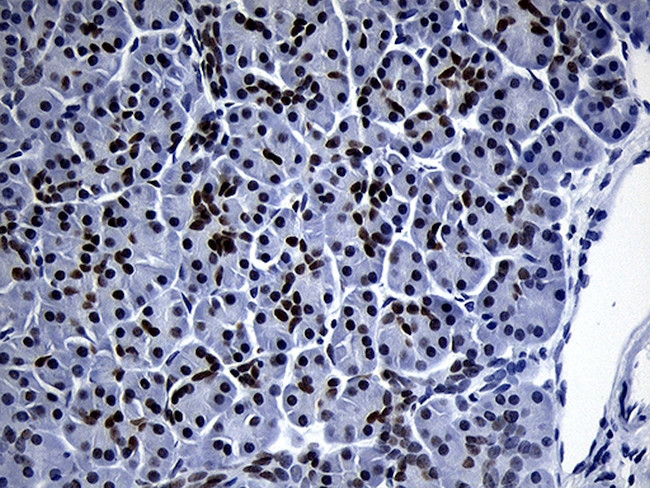 ZHX2 Antibody in Immunohistochemistry (Paraffin) (IHC (P))