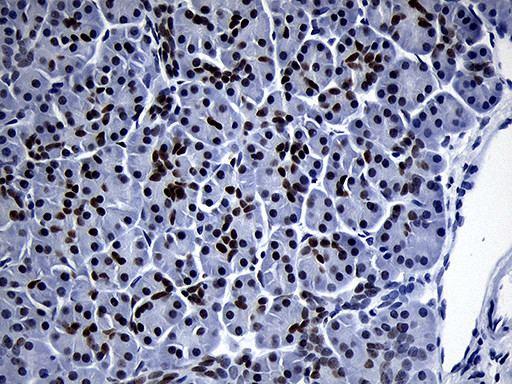 ZHX2 Antibody in Immunohistochemistry (Paraffin) (IHC (P))