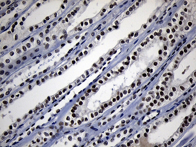 ZHX2 Antibody in Immunohistochemistry (Paraffin) (IHC (P))