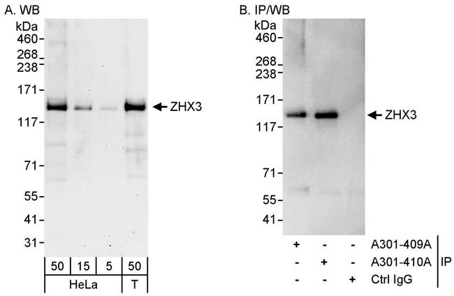 ZHX3 Antibody in Western Blot (WB)