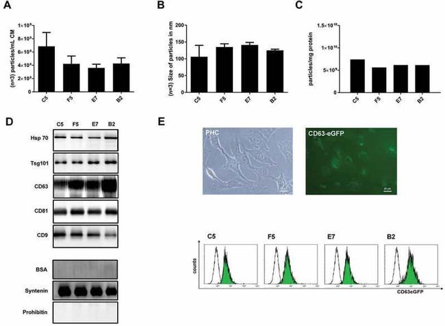 Prohibitin Antibody in Western Blot (WB)