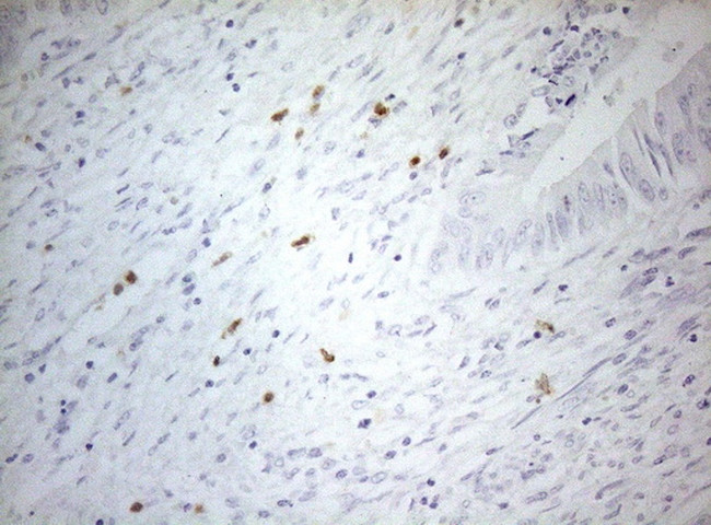 ZNF394 Antibody in Immunohistochemistry (Paraffin) (IHC (P))