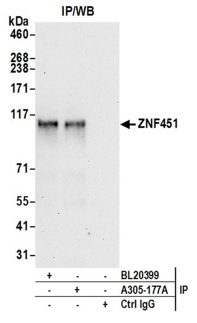 ZNF451 Antibody in Western Blot (WB)