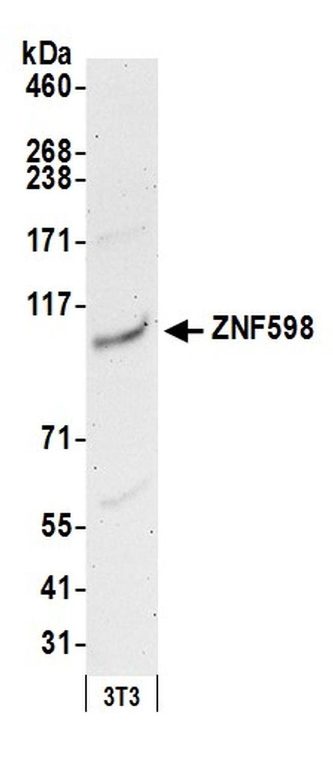 ZNF598 Antibody in Western Blot (WB)