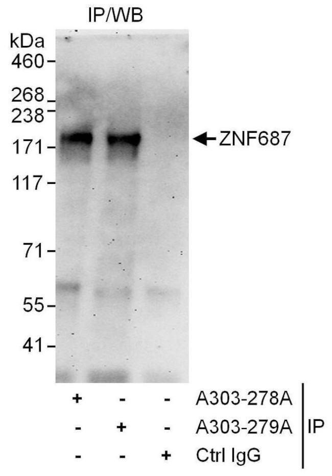 ZNF687 Antibody in Immunoprecipitation (IP)