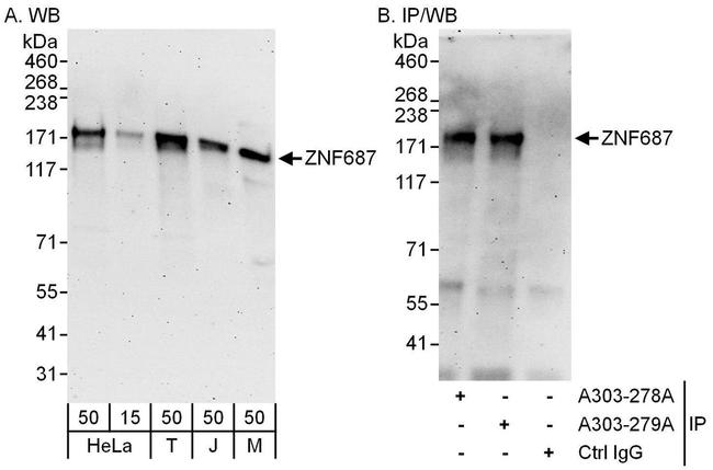 ZNF687 Antibody in Western Blot (WB)