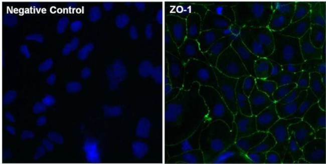 ZO-1 Antibody in Immunocytochemistry (ICC/IF)