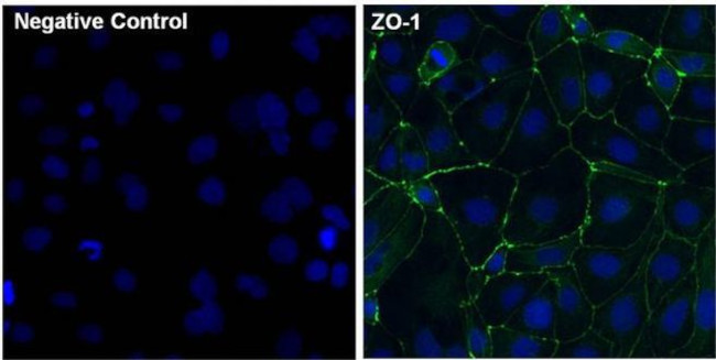 ZO-1 Antibody in Immunocytochemistry (ICC/IF)