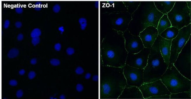 ZO-1 Antibody in Immunocytochemistry (ICC/IF)