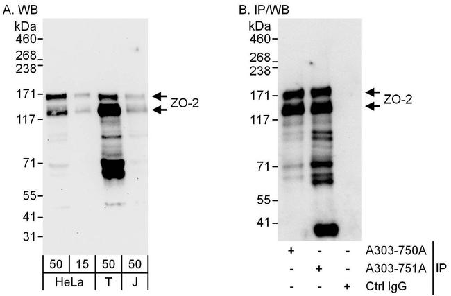 ZO-2 Antibody in Western Blot (WB)