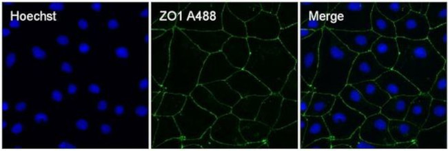 ZO-1 Antibody in Immunocytochemistry (ICC/IF)