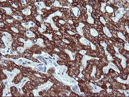 ZSCAN21 Antibody in Immunohistochemistry (Paraffin) (IHC (P))