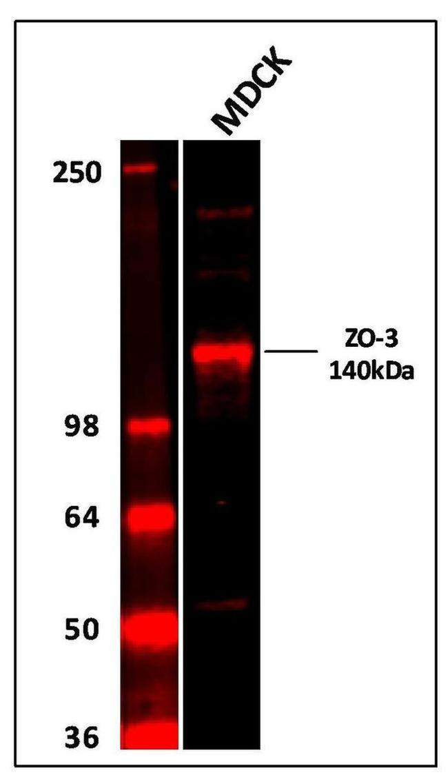 ZO-3 Antibody in Western Blot (WB)