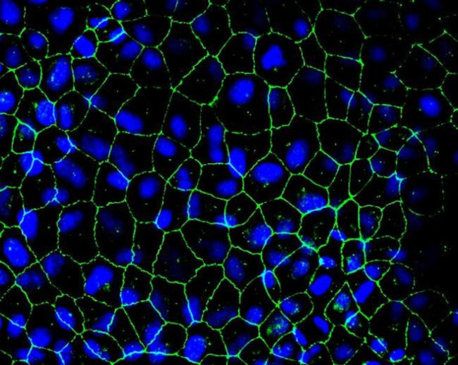 ZO-2 Antibody in Immunocytochemistry (ICC/IF)