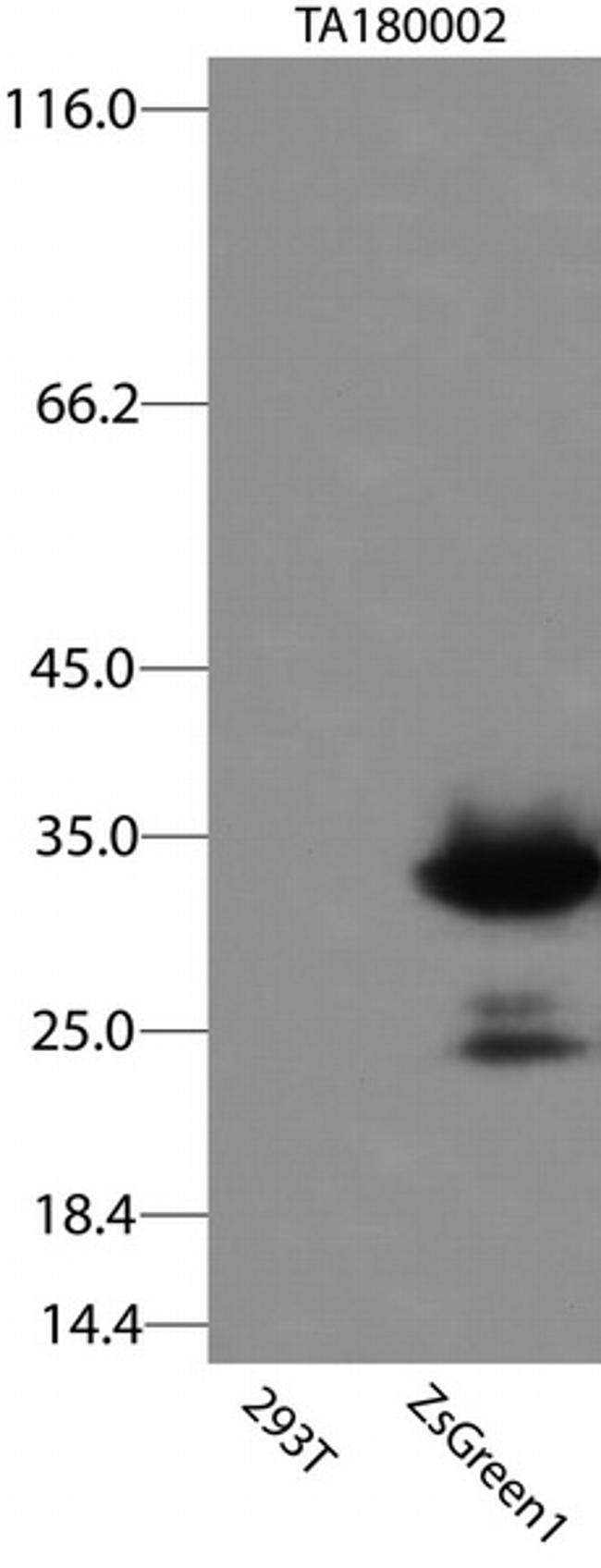 ZsGreen1 Antibody in Western Blot (WB)