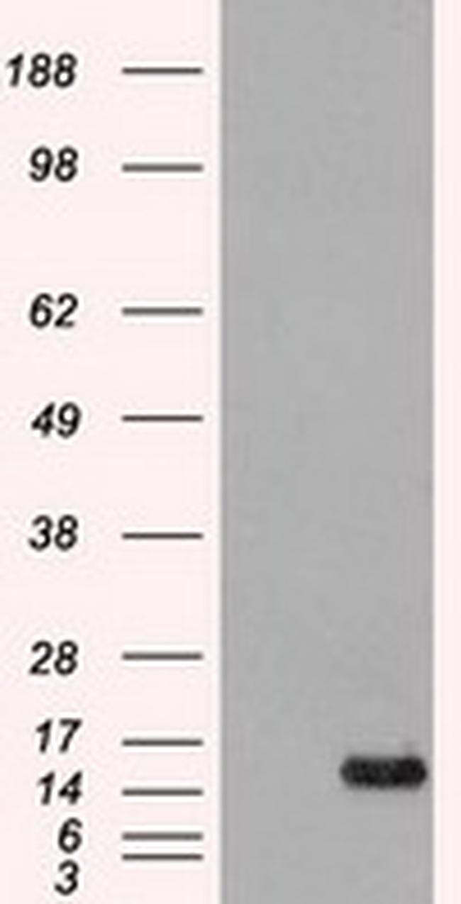 aFGF Antibody in Western Blot (WB)