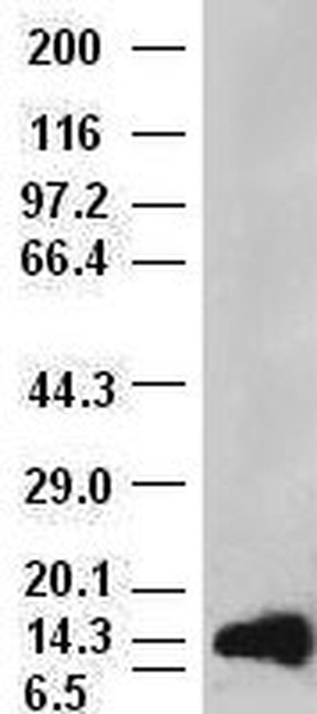 aFGF Antibody in Western Blot (WB)