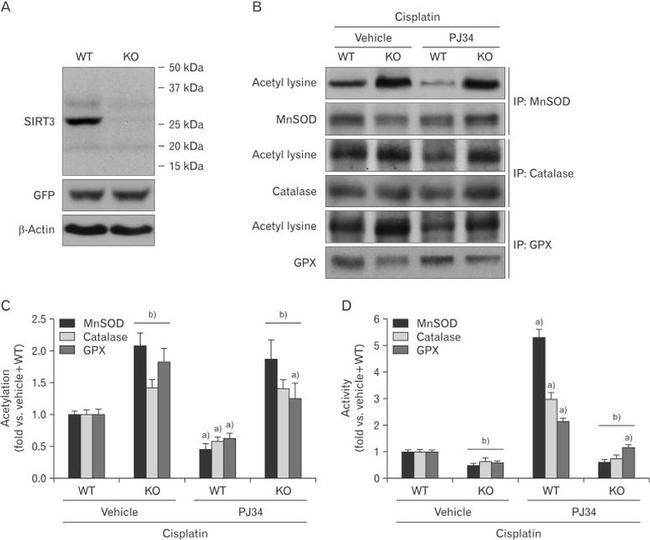 Acetylated Lysine Antibody in Western Blot (WB)