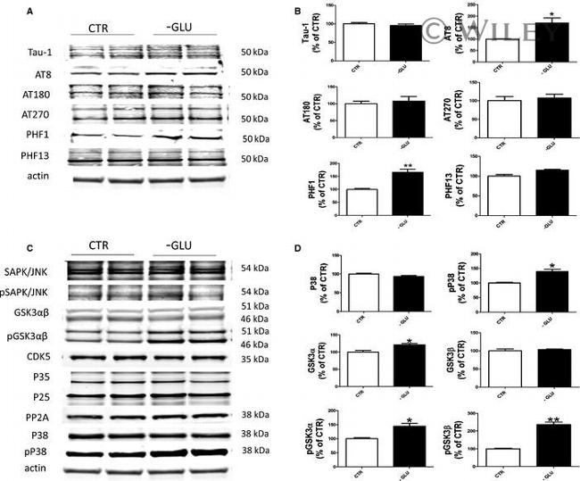 PP2A alpha Antibody in Western Blot (WB)