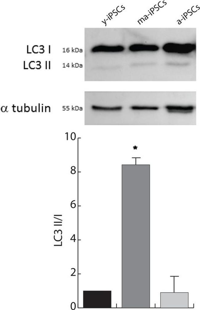 alpha Tubulin Antibody in Western Blot (WB)